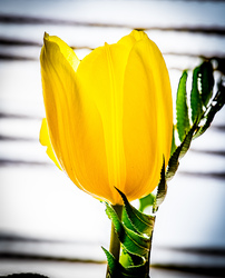 Tulipán 