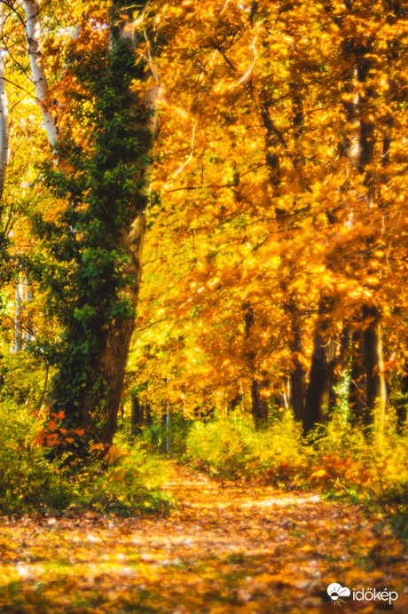 Ősz színei 2