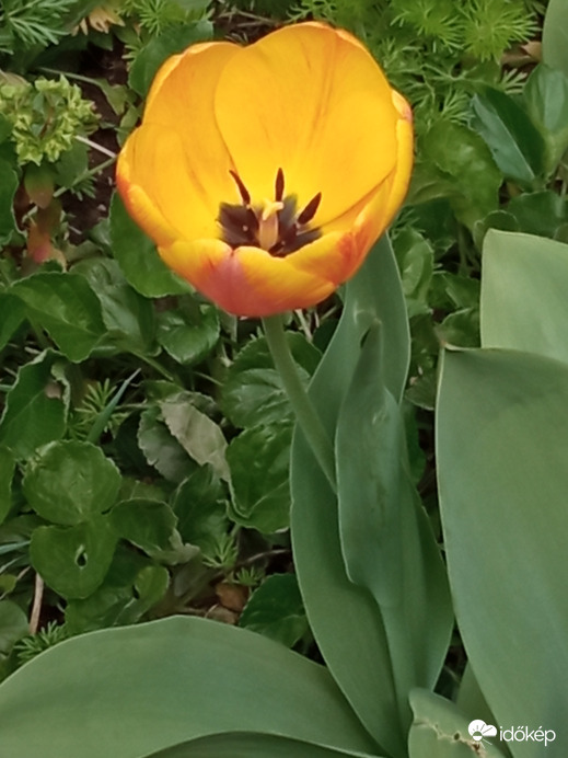 Sárga tulipán :)