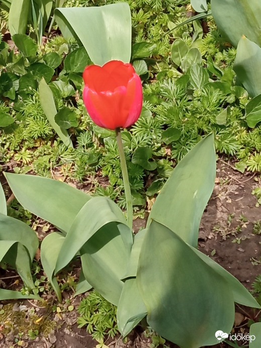 Piros tulipán :)