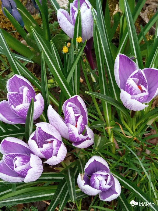 Szépségek a földön :)