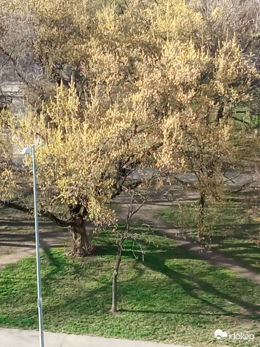 Kezdődik a lombosodás :)
