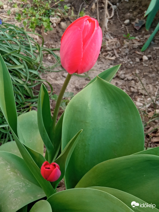Tulipánok :)