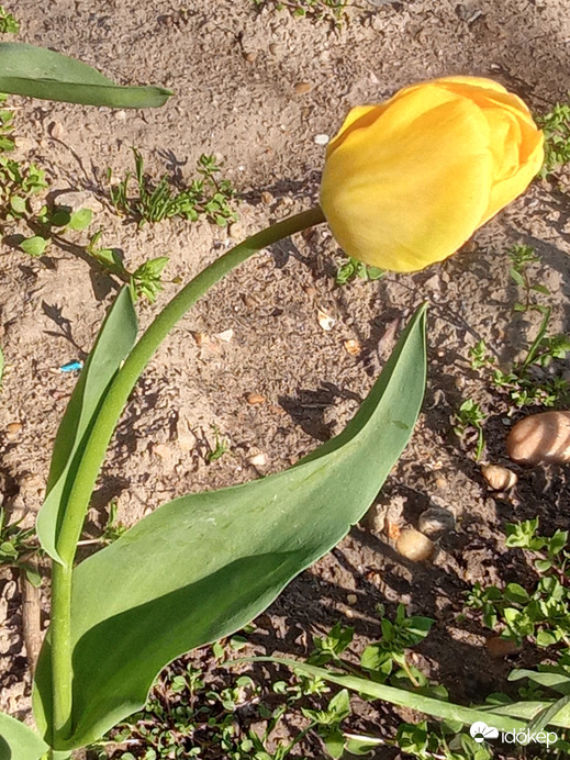 Tulipánok :)