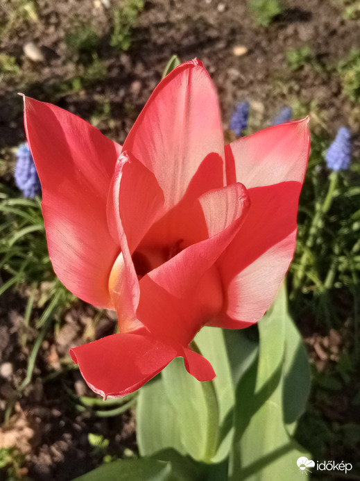 Tulipánok :)