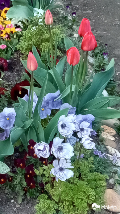 Tulipánok :)