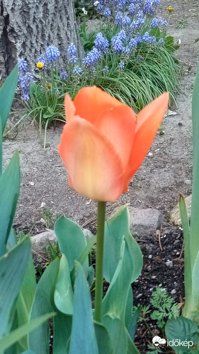 Tulipánok :)