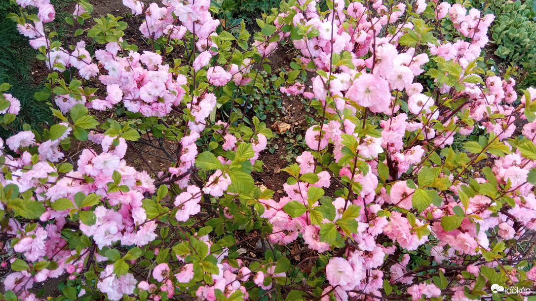Babarózsa :)