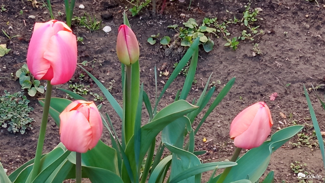 Tulipánok csukottan :)