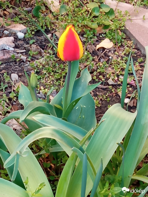 Csíkos tulipán :)