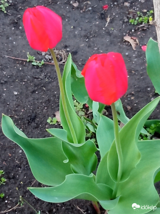 Piros tulipánok :)