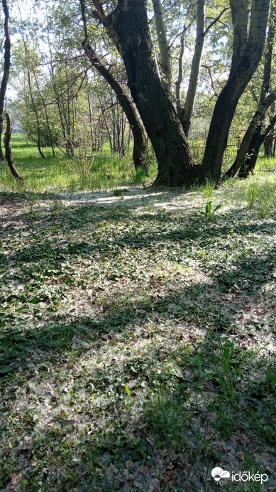 "Vattázik" a nyárfa