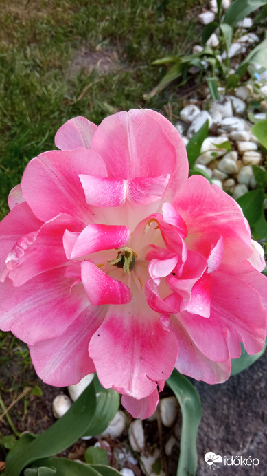 Sokféle tulipánok :)