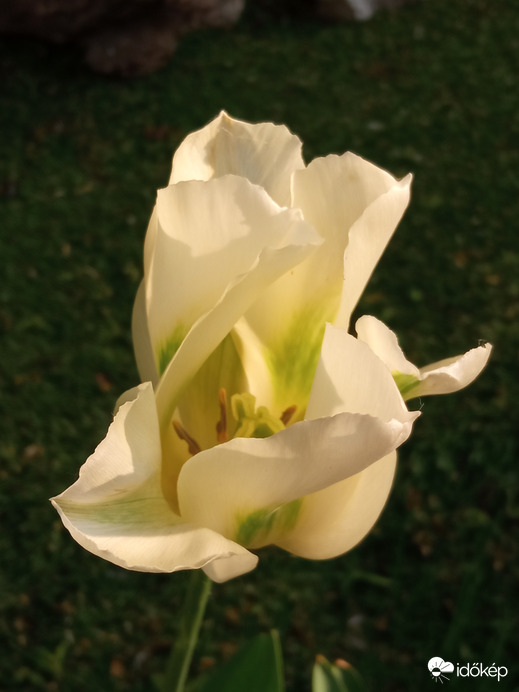 Sokféle tulipánok :)
