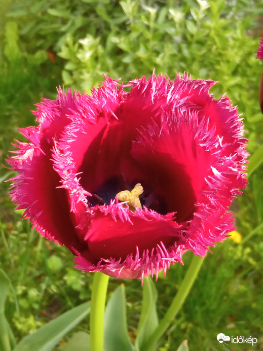 Sokféle tulipánok :)