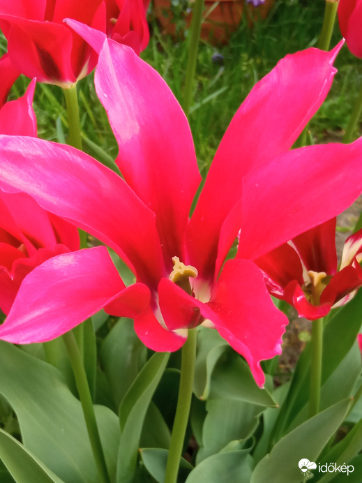 Sokféle tulipánok :)