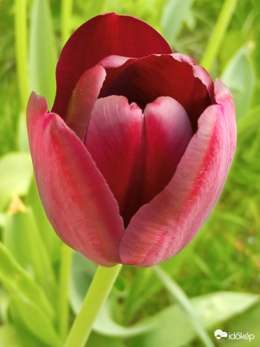 Sokféle tulipánok :)