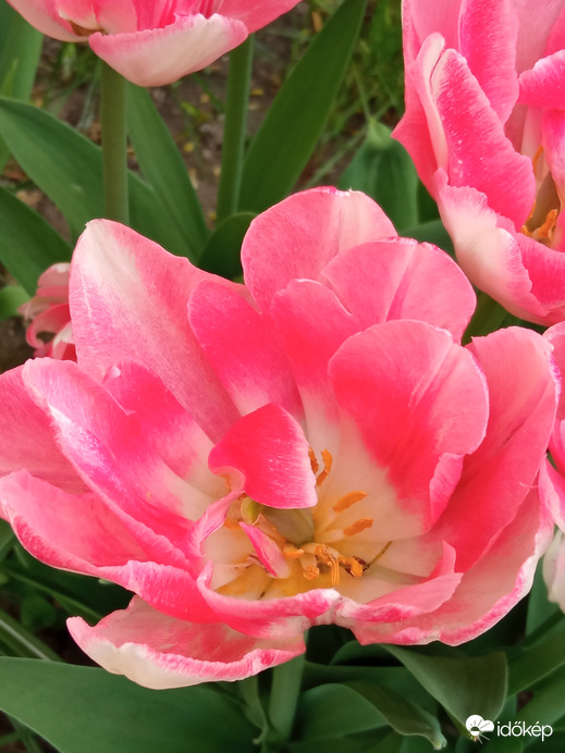Sokféle tulipánok :)