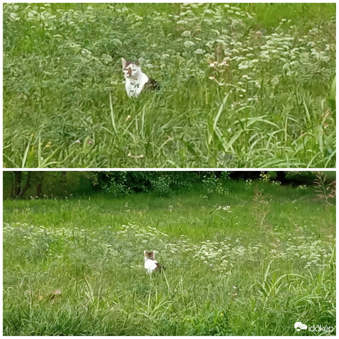 A kis csavargó :)