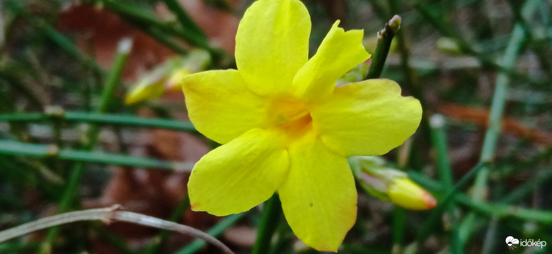 Nyílik a téli jázmin :)