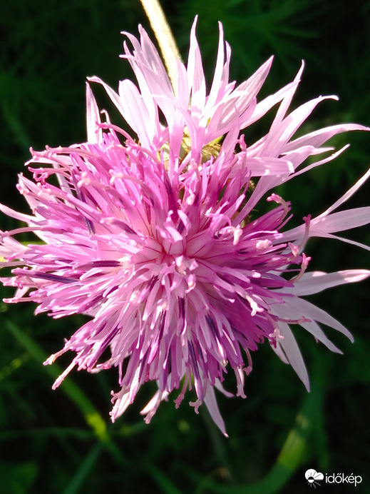 Réti imola a Duna parton :)