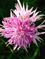 Réti imola a Duna parton :)