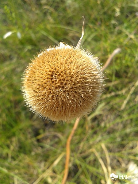 gömböcske