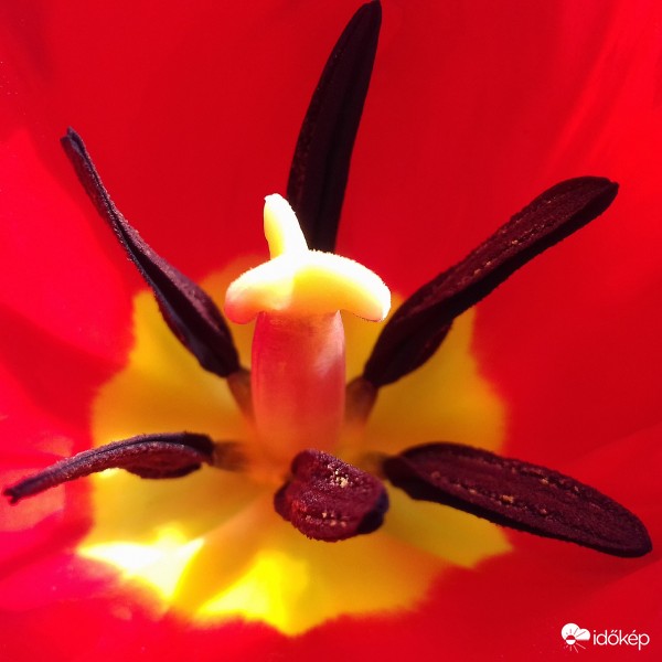 Egy tulipán élete