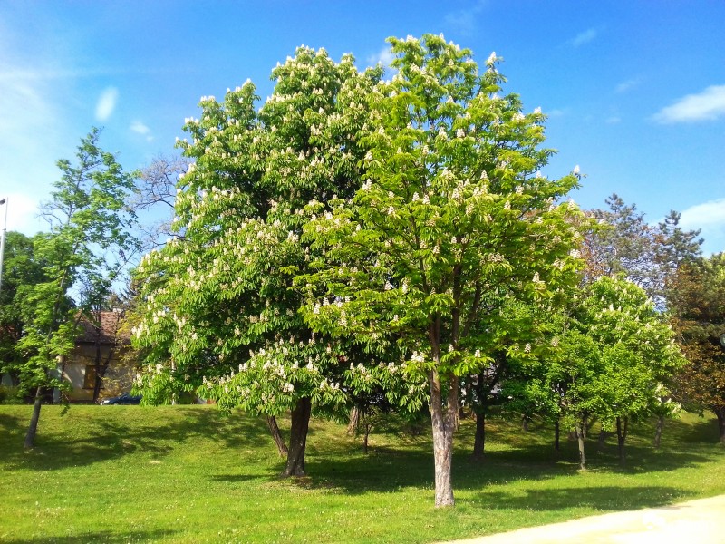Vadgesztenyefák 