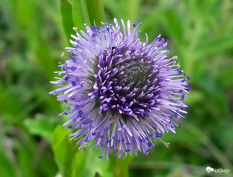 gömböcske