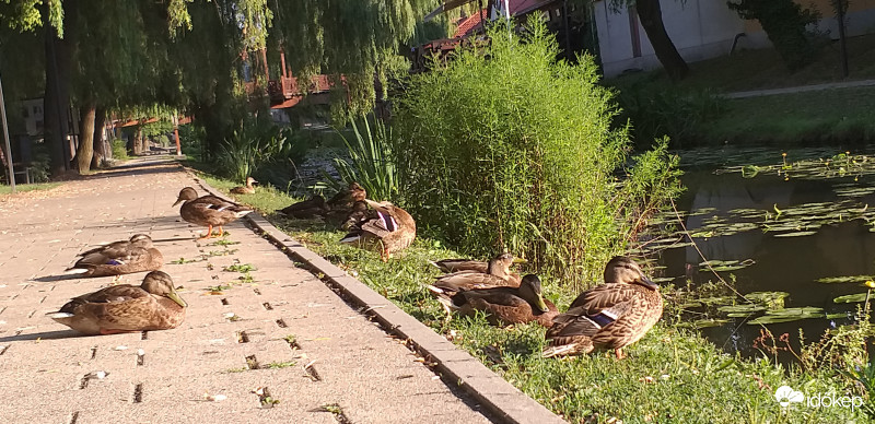 Hűsölés a vízparton   
