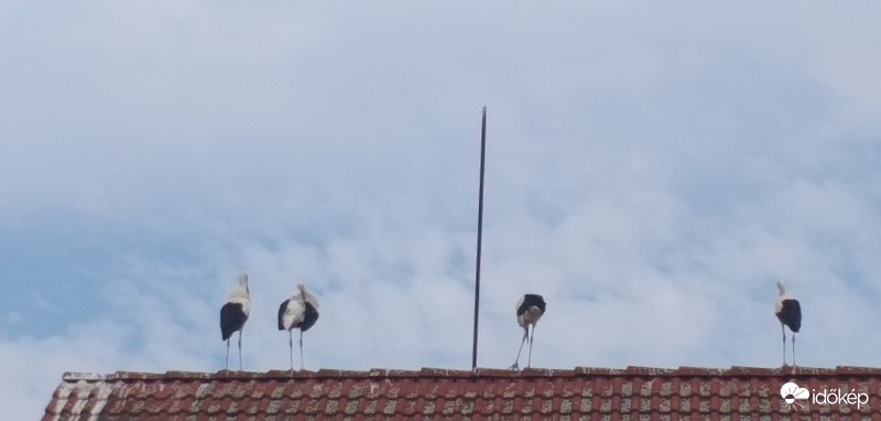 Négy fiatal gólya, kiállt a csúcsra... 