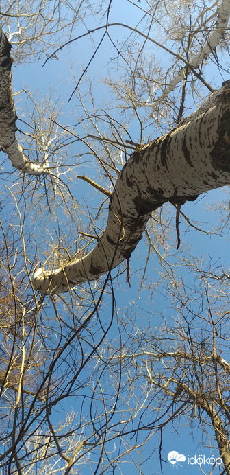 Nyárfa keringő, napsütésben 