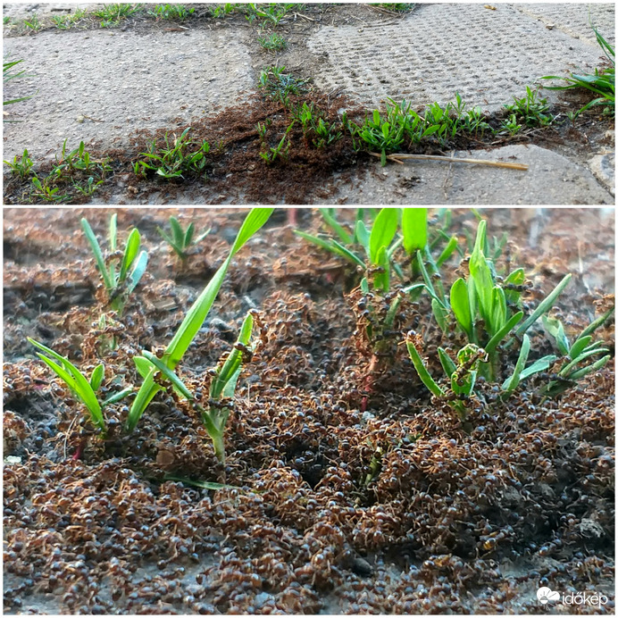 A hangyák rajzása, változást jelez!