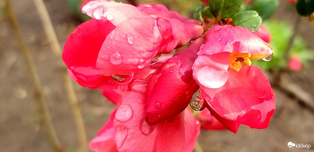 Csábító szépség