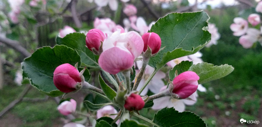 Alma virágzás