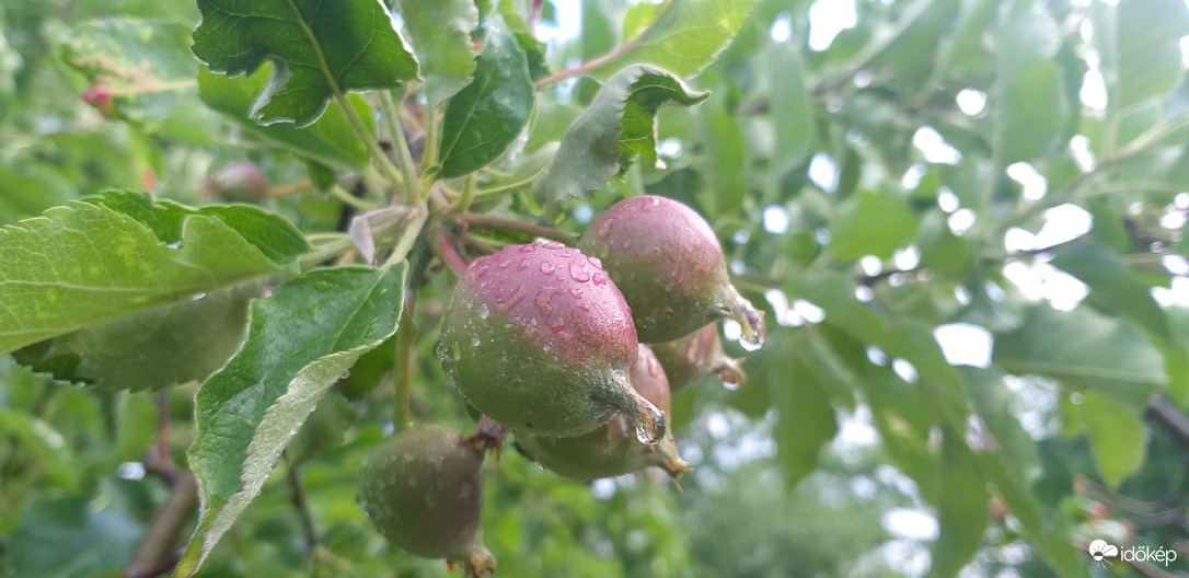 Almakezdemények eső után