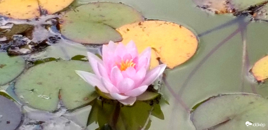 Magányos tündérrózsa 