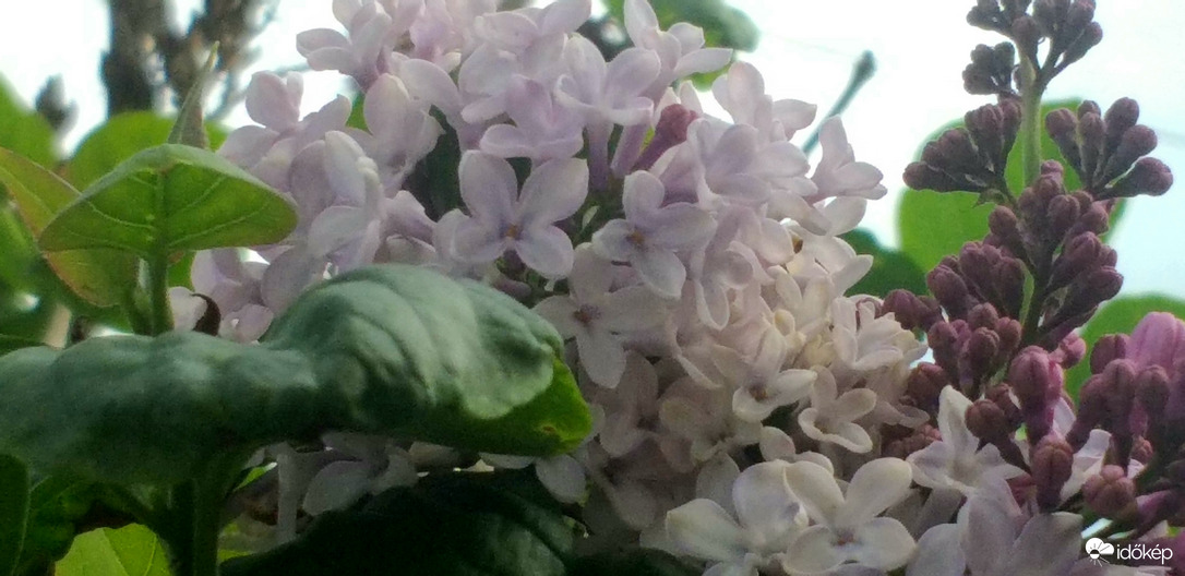 Későn nyílt orgonavirág Jászdózsán 