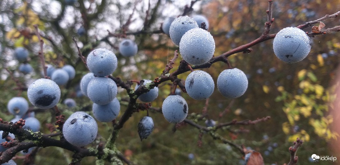 "Kökényszemű szép galambom..." :)