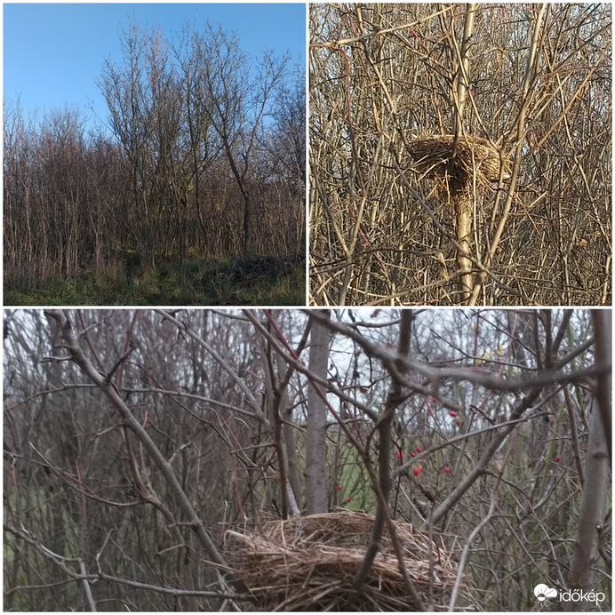Tél: üresek a fészkek és csupaszak az ágak