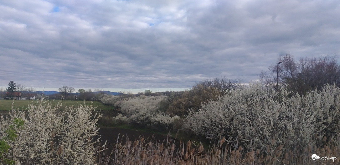 Virágzó kökényesek 