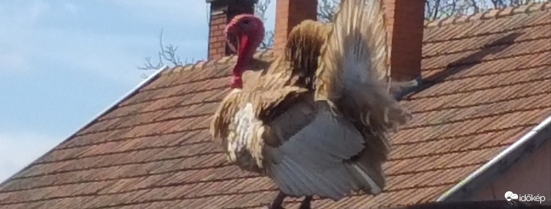 "Szebb a páva, mint a pulyka...":))