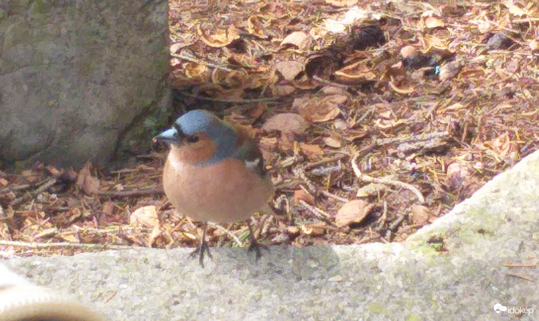 Erdei pinty kedveskedik:)