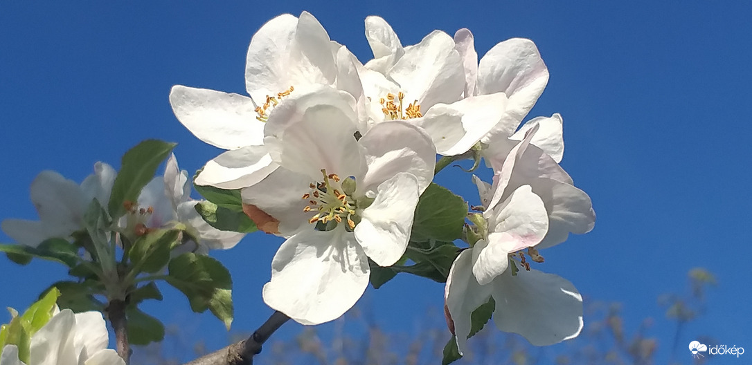 Almafa virág már a májust hirdeti!