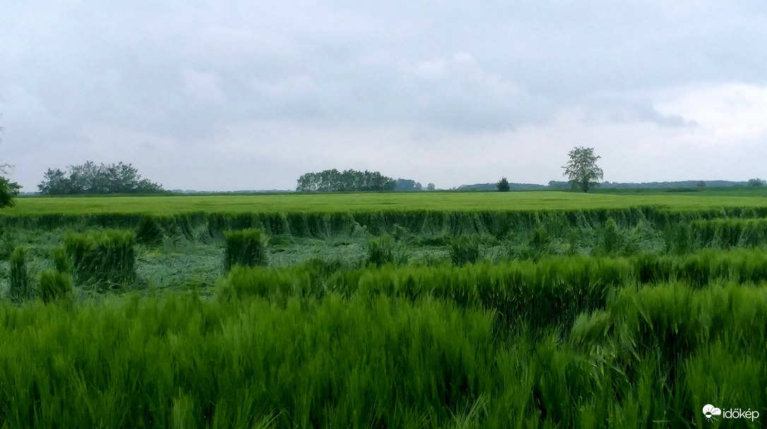 A víz súlya alatt megdőlt a rozs