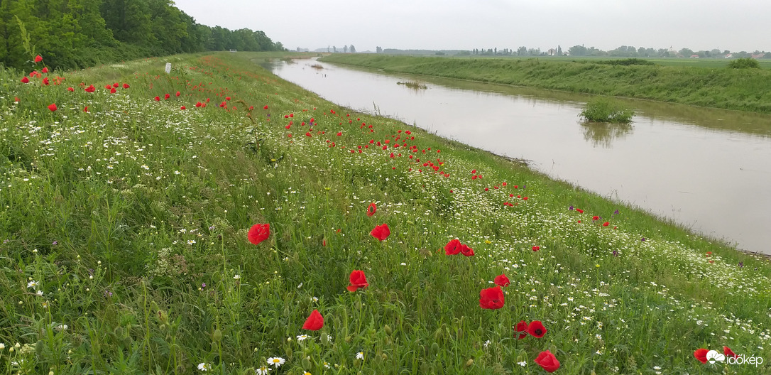 Virágmező a gátoldalban