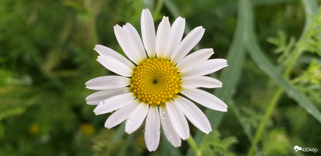 Fibonacci-spirál a virágban 