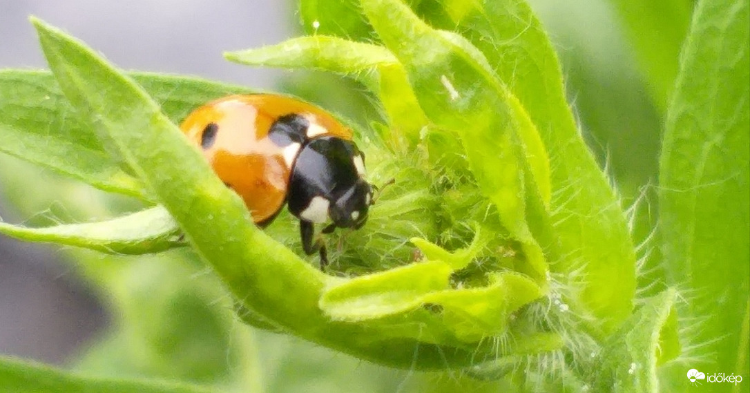 Egy növény tenyerén 