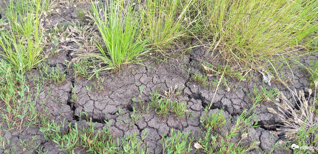 Száraz a föld 
